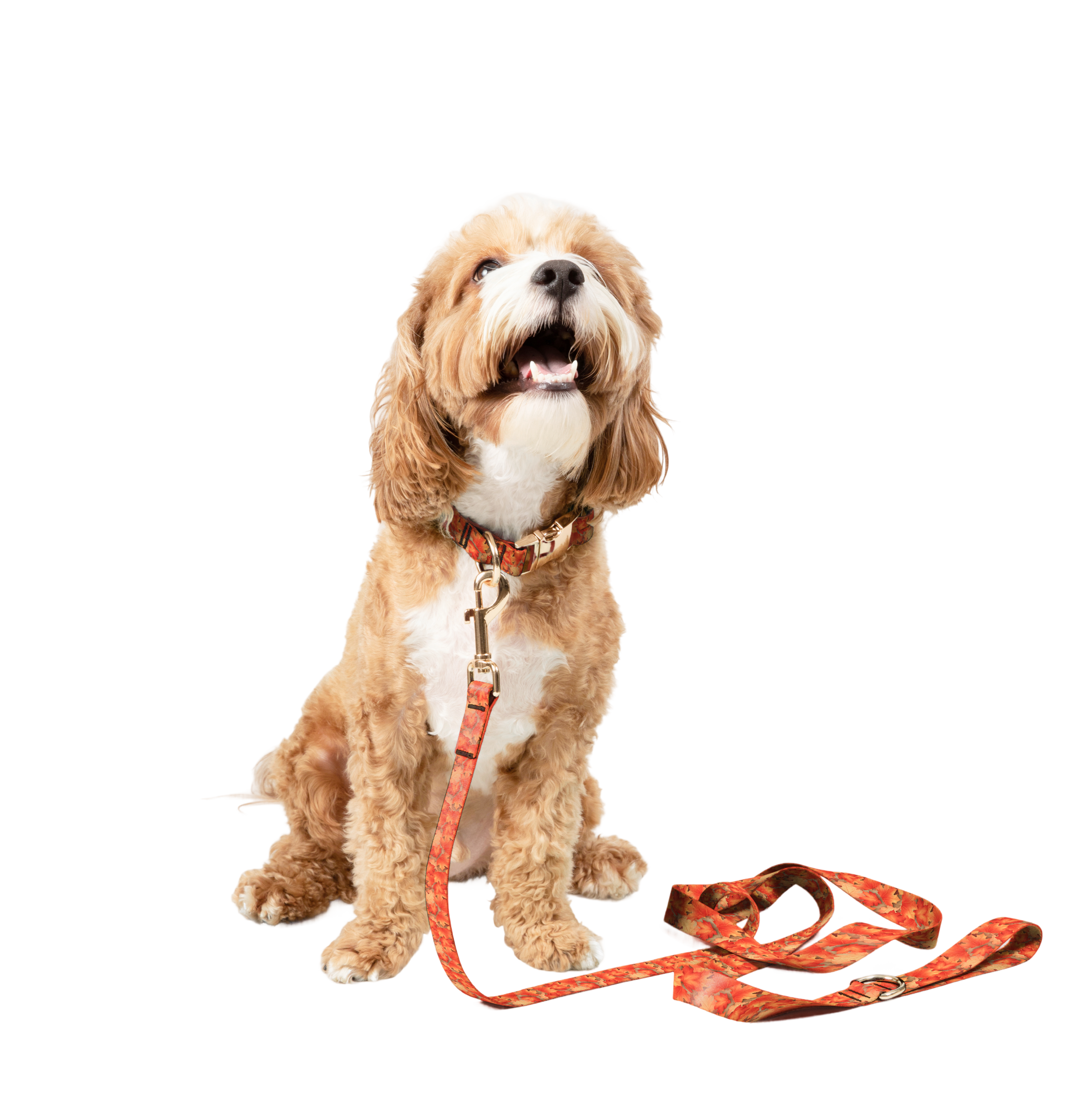 Dog wearing a made-to-fit Amu collar.