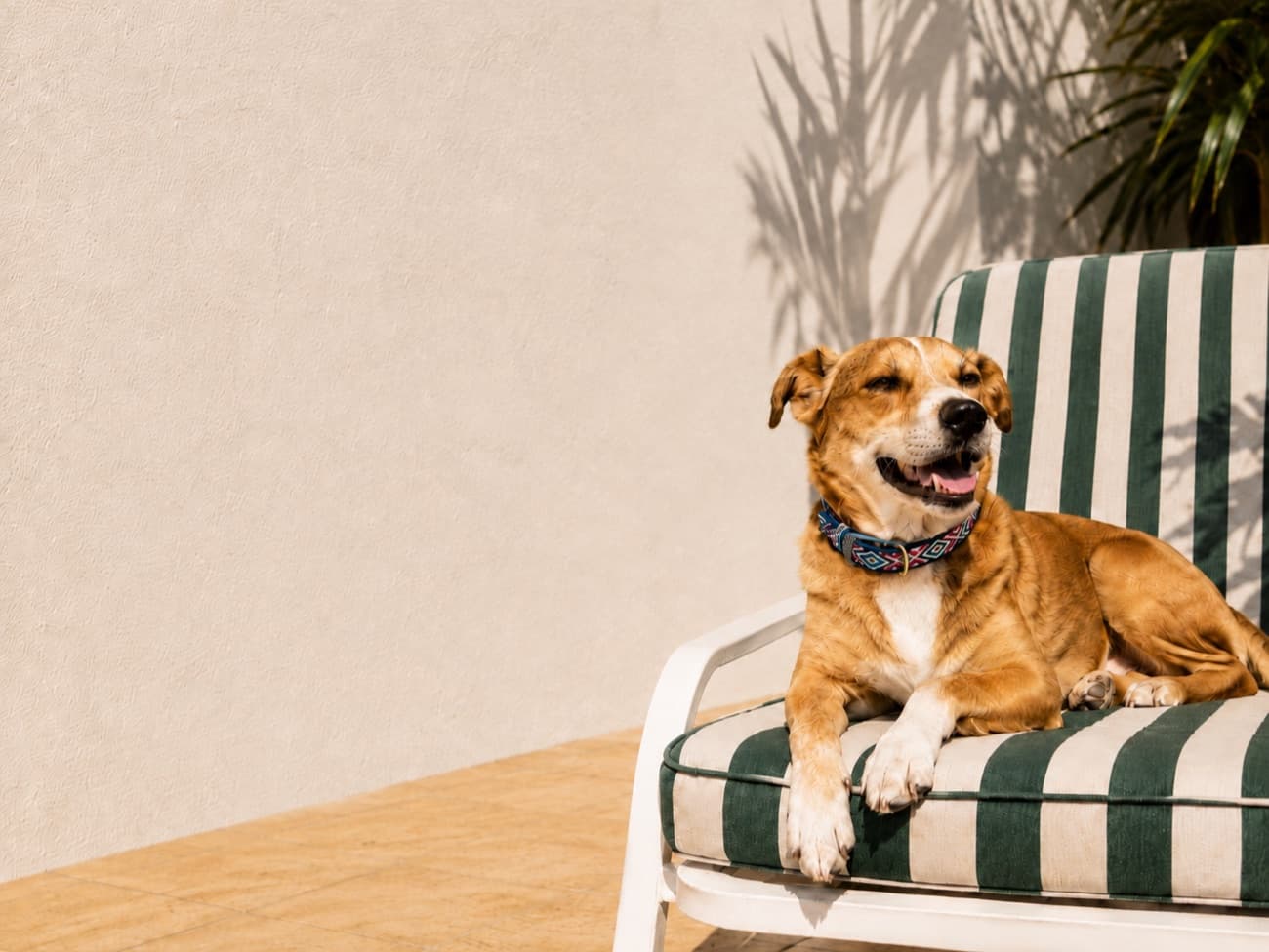A smiling shepherd mix lounging on a striped garden chair wearing a patterned amu collar