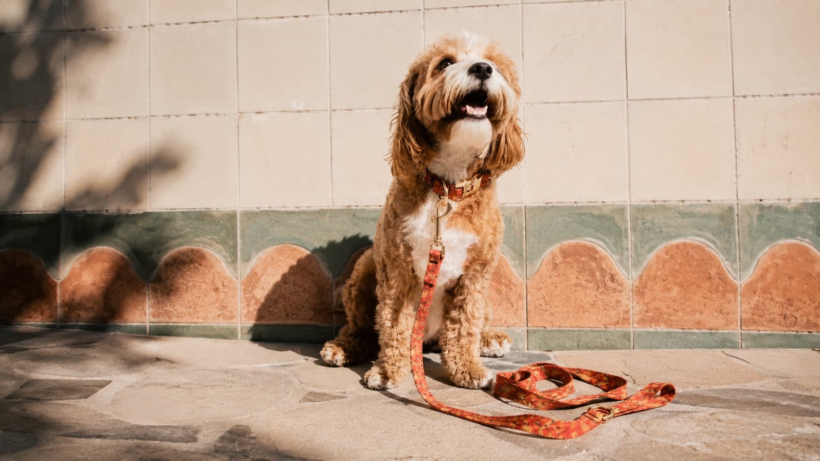 A cavapoo sitting against a tiled wall wearing a patterned amu collar and leash